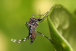 Țânțar din specia Aedes aegypti