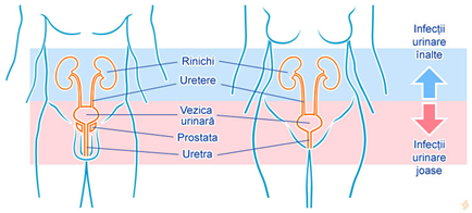 Anatomia sistemului urinar